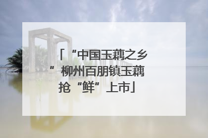 “中国玉藕之乡”柳州百朋镇玉藕抢“鲜”上市