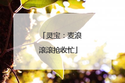 灵宝：麦浪滚滚抢收忙