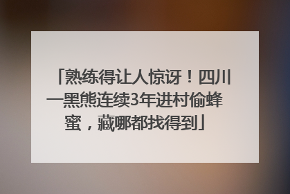 熟练得让人惊讶！四川一黑熊连续3年进村偷蜂蜜，藏哪都找得到