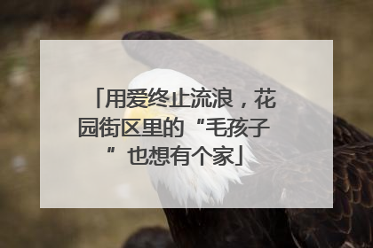 用爱终止流浪，花园街区里的“毛孩子”也想有个家