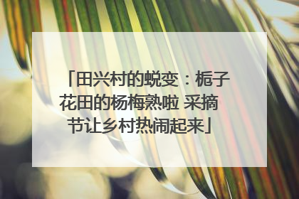 田兴村的蜕变：栀子花田的杨梅熟啦 采摘节让乡村热闹起来
