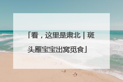 看,这里是肃北|斑头雁宝宝出窝觅食