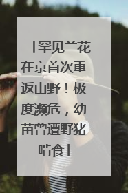 罕见兰花在京首次重返山野！极度濒危，幼苗曾遭野猪啃食