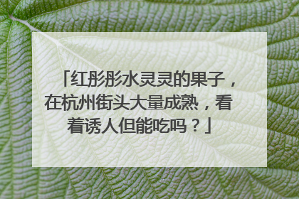 红彤彤水灵灵的果子，在杭州街头大量成熟，看着诱人但能吃吗？
