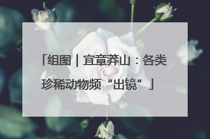 组图｜宜章莽山：各类珍稀动物频“出镜”