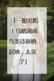 一眼沦陷！马踏湖成鸟类诗意栖居地，太美了