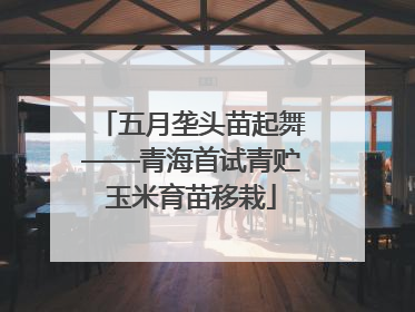 五月垄头苗起舞——青海首试青贮玉米育苗移栽
