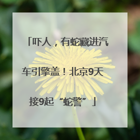 吓人，有蛇藏进汽车引擎盖！北京9天接9起“蛇警”