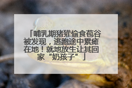 哺乳期猪獾偷食苞谷被发现，逃跑途中累瘫在地！就地放生让其回家“奶孩子”