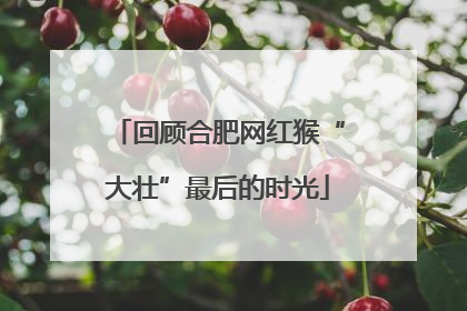 回顾合肥网红猴“大壮”最后的时光