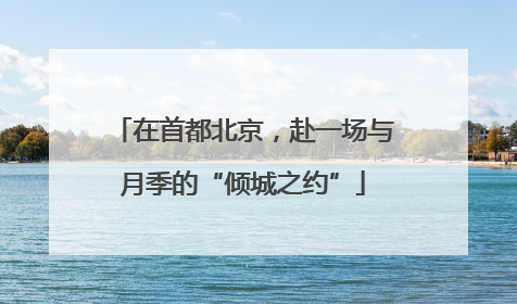 在首都北京，赴一场与月季的“倾城之约”