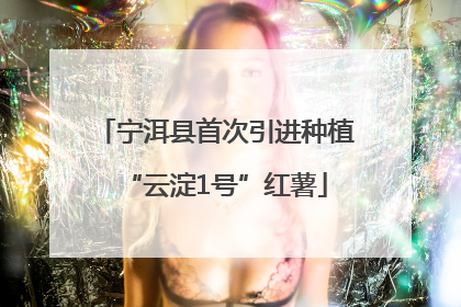 宁洱县首次引进种植“云淀1号”红薯
