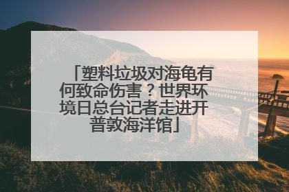 塑料垃圾对海龟有何致命伤害？世界环境日总台记者走进开普敦海洋馆