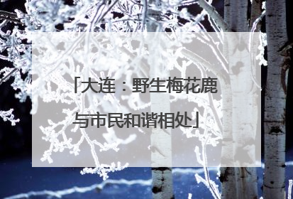 大连：野生梅花鹿与市民和谐相处