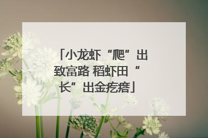 小龙虾“爬”出致富路 稻虾田“长”出金疙瘩