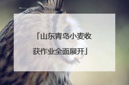 山东青岛小麦收获作业全面展开