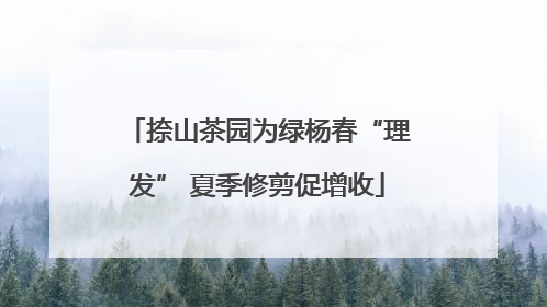 捺山茶园为绿杨春“理发” 夏季修剪促增收