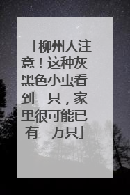 柳州人注意！这种灰黑色小虫看到一只，家里很可能已有一万只