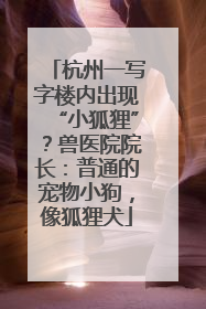 杭州一写字楼内出现“小狐狸”？兽医院院长：普通的宠物小狗，像狐狸犬
