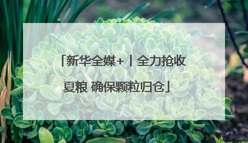 新华全媒+丨全力抢收夏粮 确保颗粒归仓