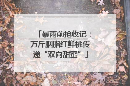 暴雨前抢收记：万斤胭脂红鲜桃传递“双向甜蜜”