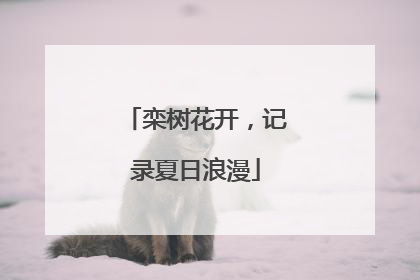 栾树花开，记录夏日浪漫