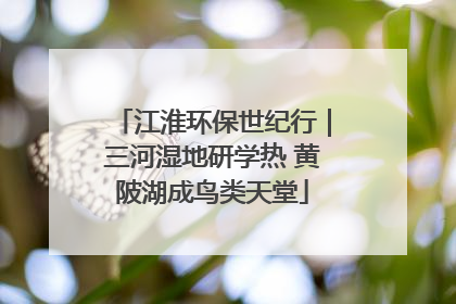江淮环保世纪行｜三河湿地研学热 黄陂湖成鸟类天堂
