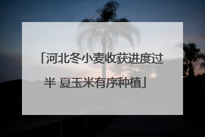 河北冬小麦收获进度过半 夏玉米有序种植