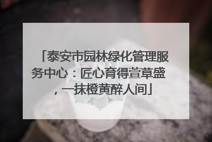 泰安市园林绿化管理服务中心：匠心育得萱草盛，一抹橙黄醉人间