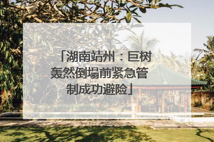 湖南靖州：巨树轰然倒塌前紧急管制成功避险
