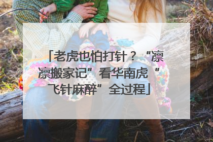 老虎也怕打针？“凛凛搬家记”看华南虎“飞针麻醉”全过程