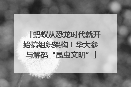 蚂蚁从恐龙时代就开始搞组织架构！华大参与解码“昆虫文明”