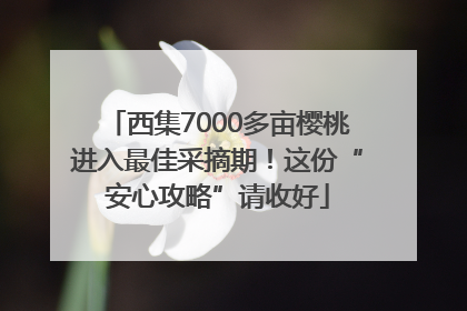西集7000多亩樱桃进入最佳采摘期！这份“安心攻略”请收好