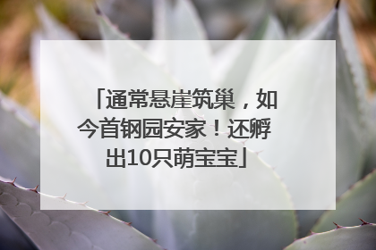 通常悬崖筑巢，如今首钢园安家！还孵出10只萌宝宝