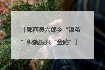 郧西县六郎乡“银茧”织就振兴“金路”