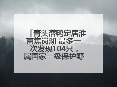 青头潜鸭定居淮南焦岗湖 最多一次发现104只，属国家一级保护野生动物