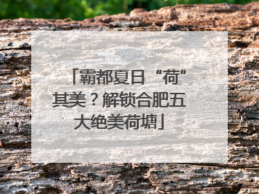 霸都夏日“荷”其美？解锁合肥五大绝美荷塘