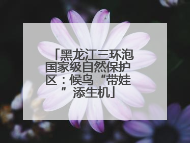 黑龙江三环泡国家级自然保护区：候鸟“带娃”添生机