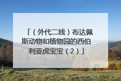 （外代二线）布达佩斯动物和植物园的西伯利亚虎宝宝（2）