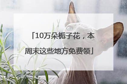 10万朵栀子花，本周末这些地方免费领